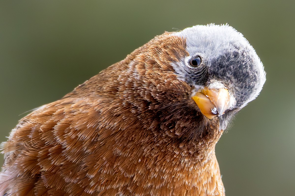 Gray-crowned Rosy-Finch - ML644366641