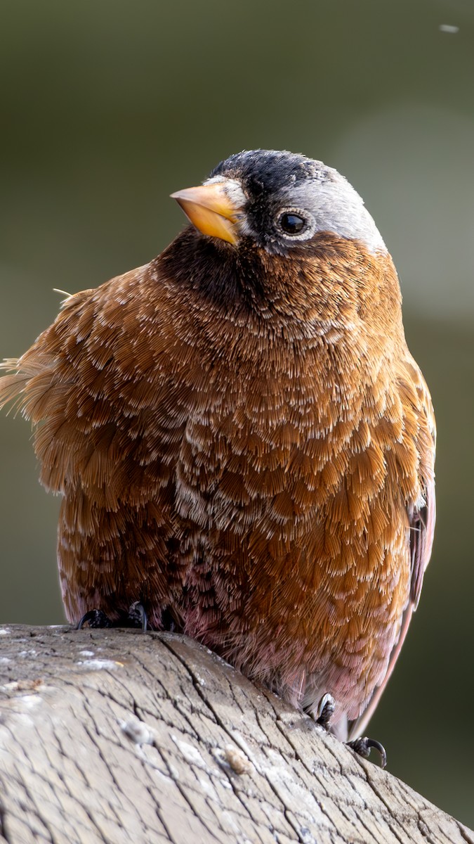 Gray-crowned Rosy-Finch - ML644366642