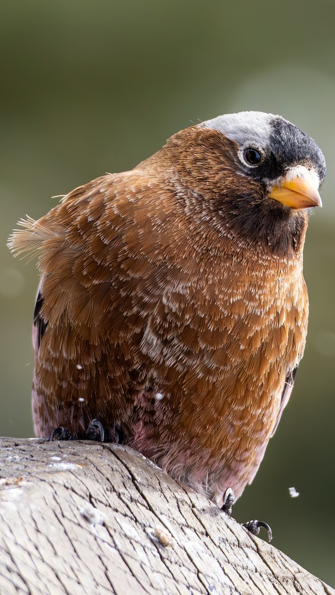 Gray-crowned Rosy-Finch - ML644366643