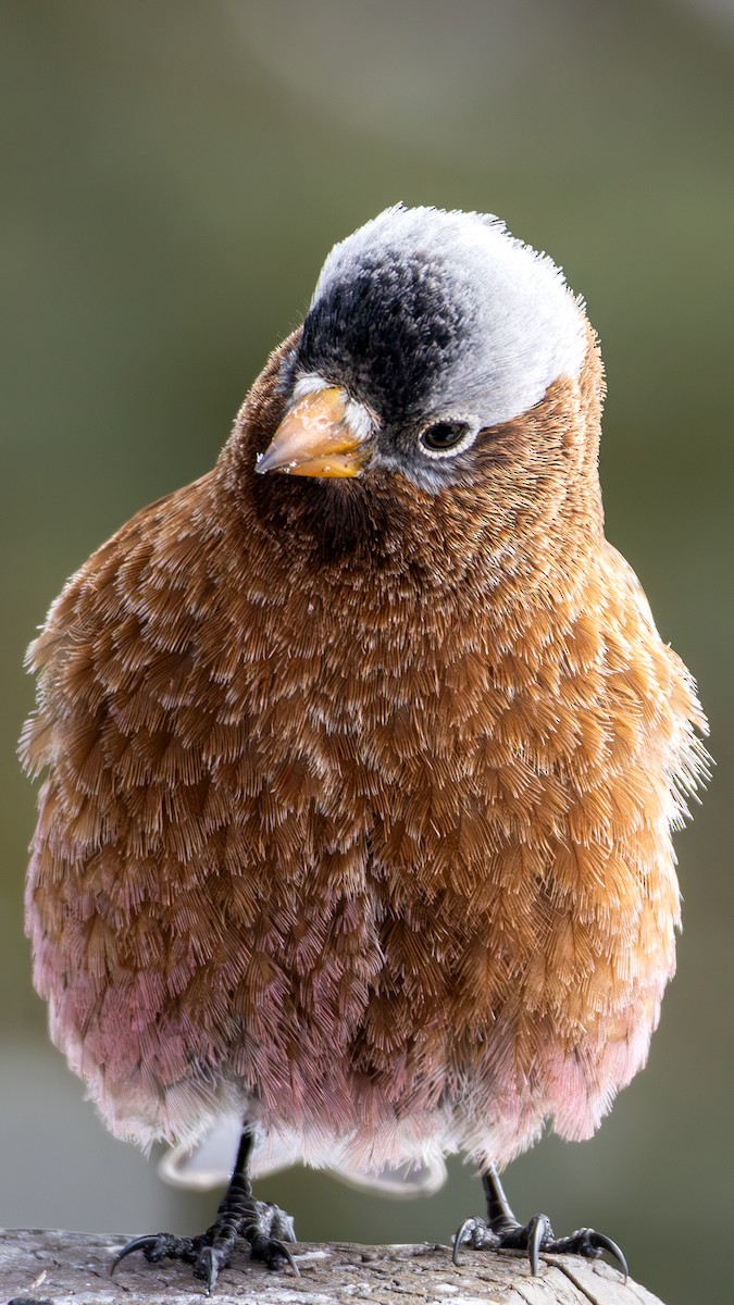 Gray-crowned Rosy-Finch - ML644366644