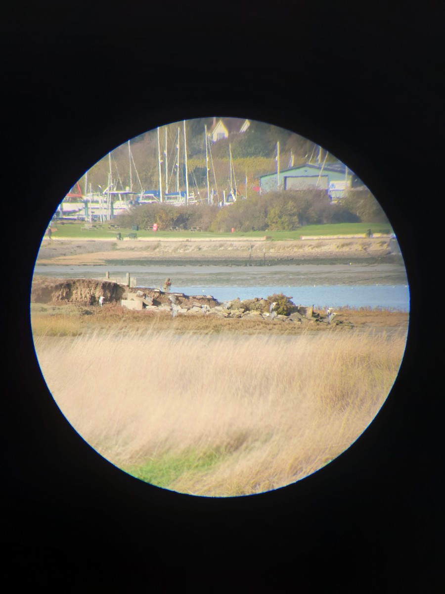 Gray Heron - ML644366645