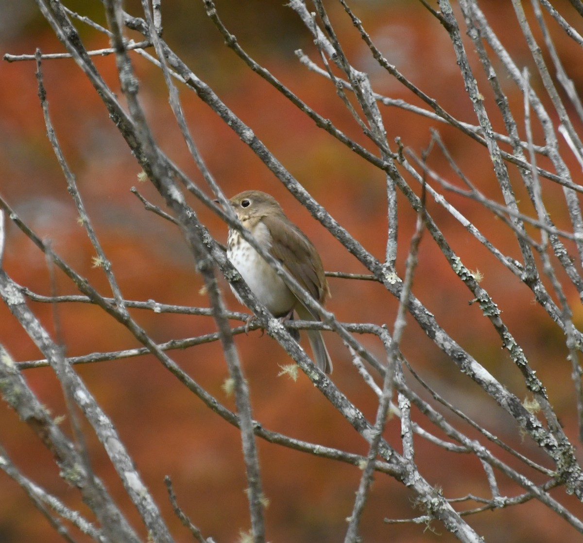 Swainson's Thrush - ML644366647