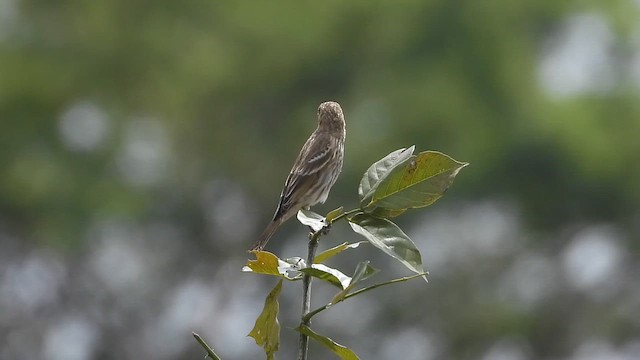 Улаавар бужмар - ML644366657