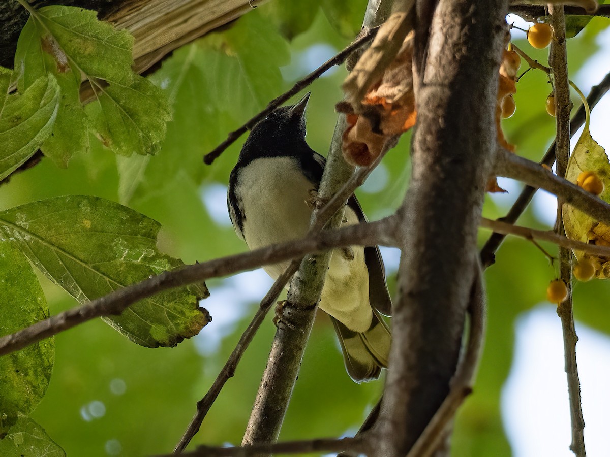 Black-throated Blue Warbler - ML644366662