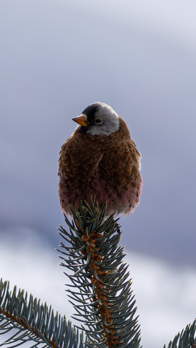 Gray-crowned Rosy-Finch - ML644366665