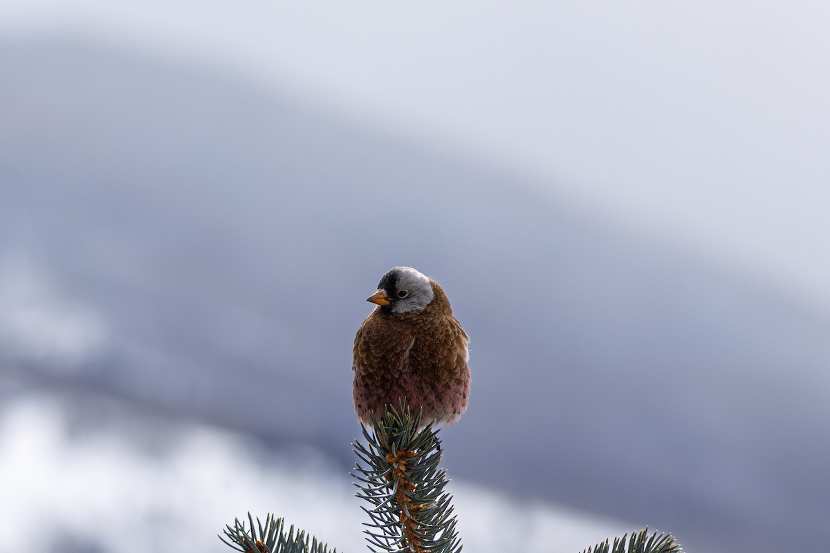 Gray-crowned Rosy-Finch - ML644366666