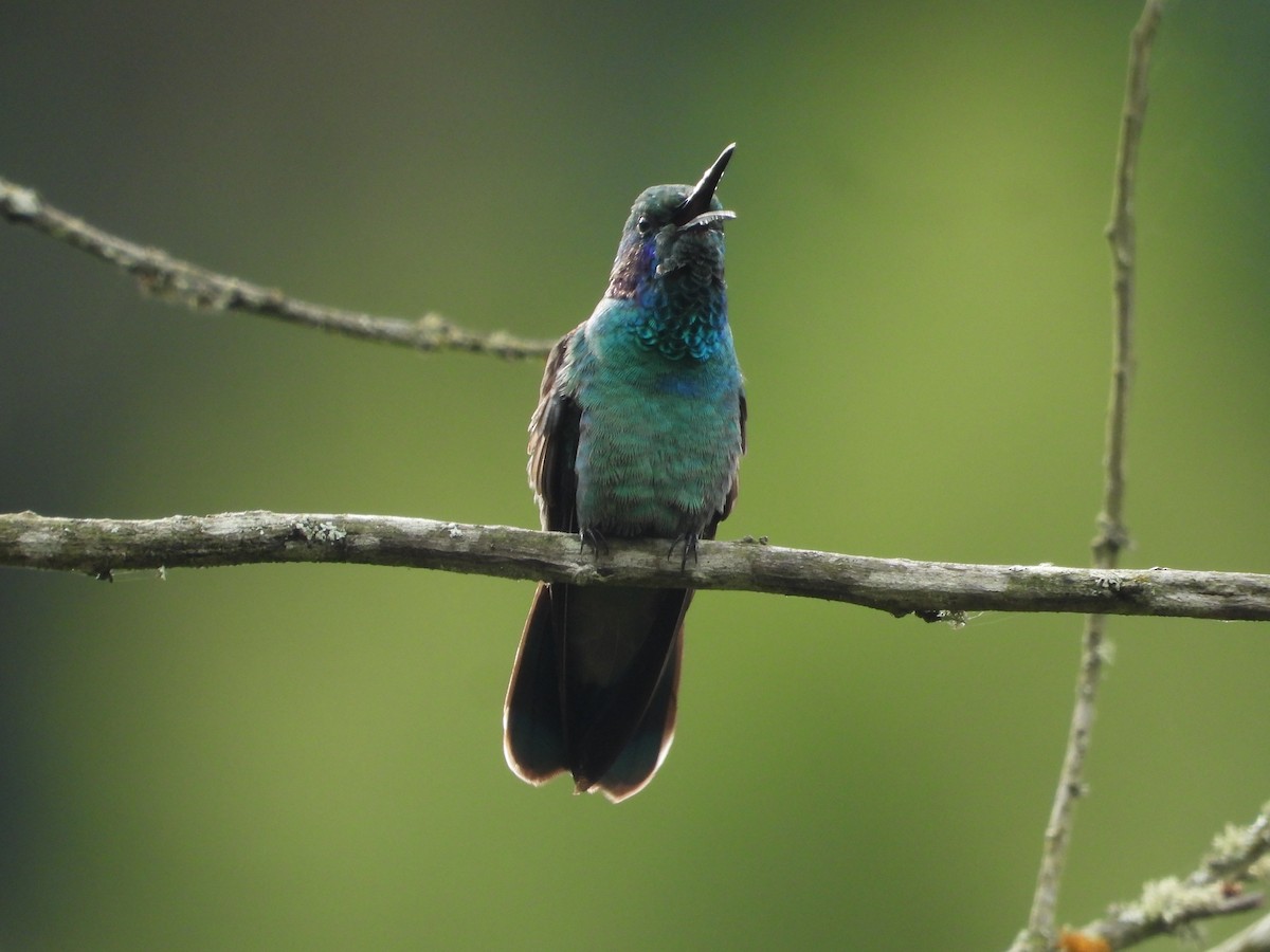 Lesser Violetear - ML644366673