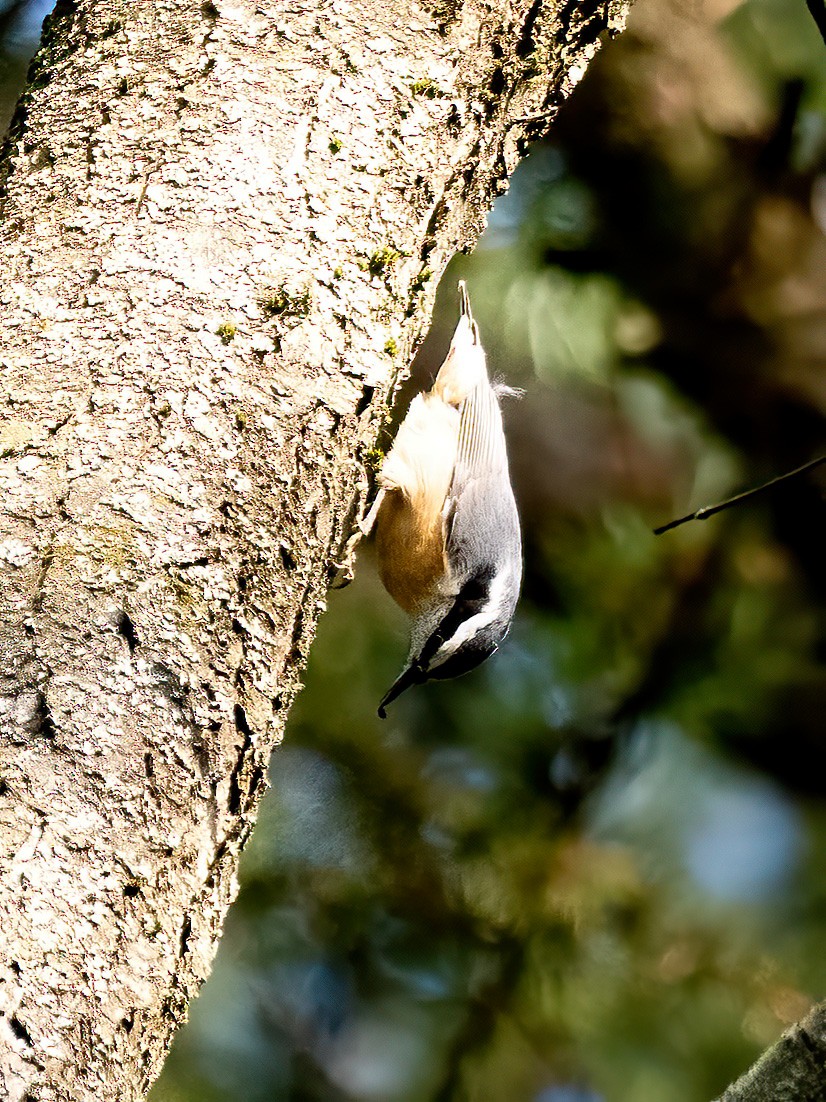 Red-breasted Nuthatch - ML644366674
