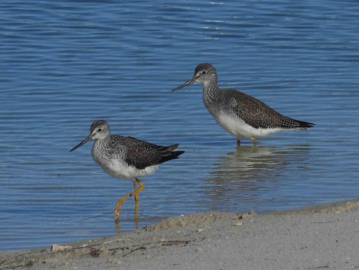 vodouš velký - ML644366678