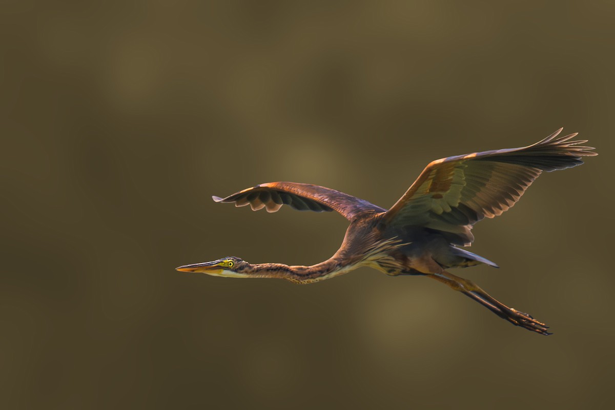 Purple Heron - ML644366681