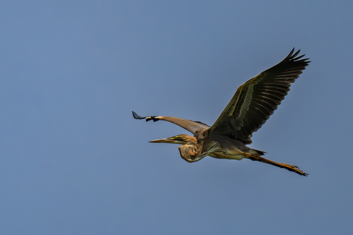 Purple Heron - ML644366682