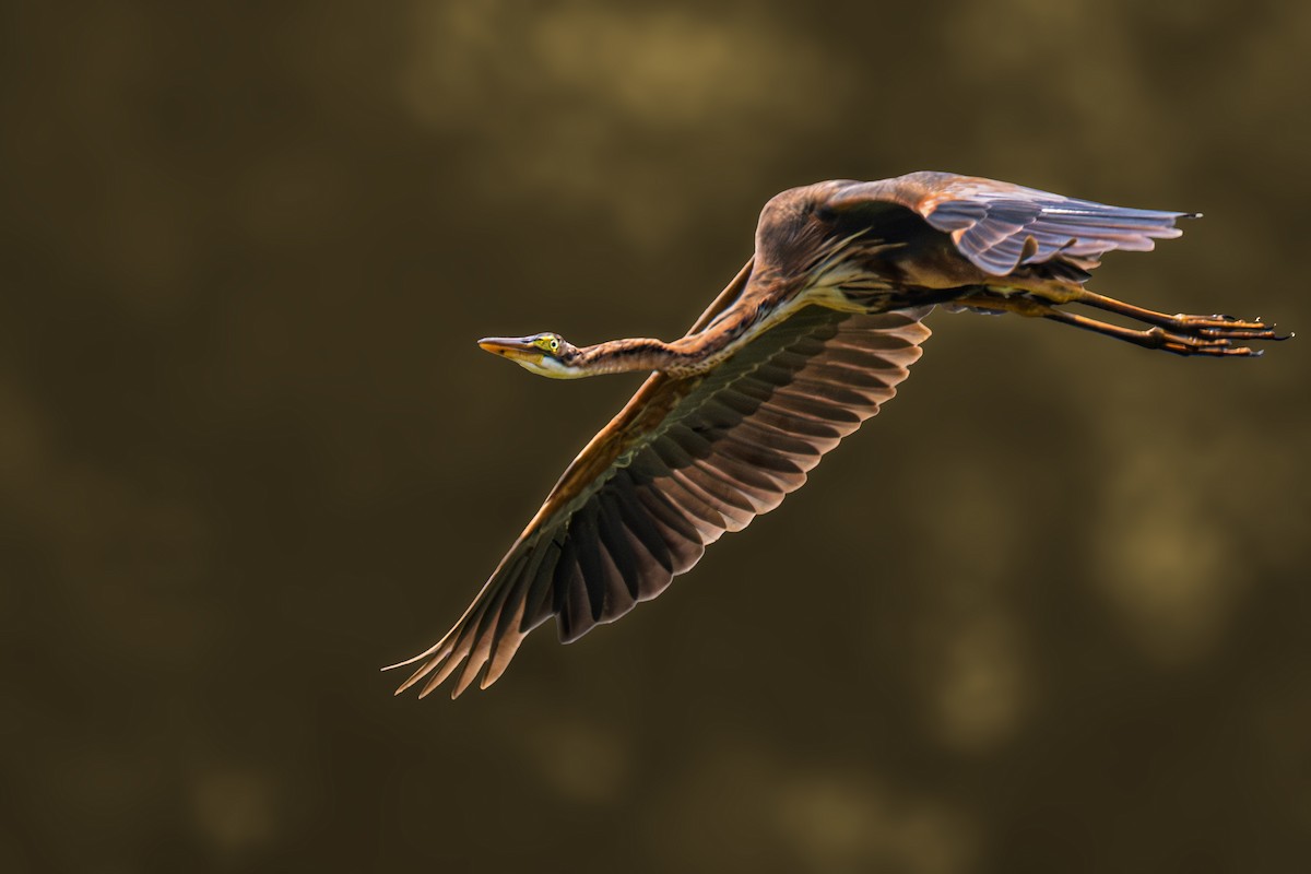 Purple Heron - ML644366683
