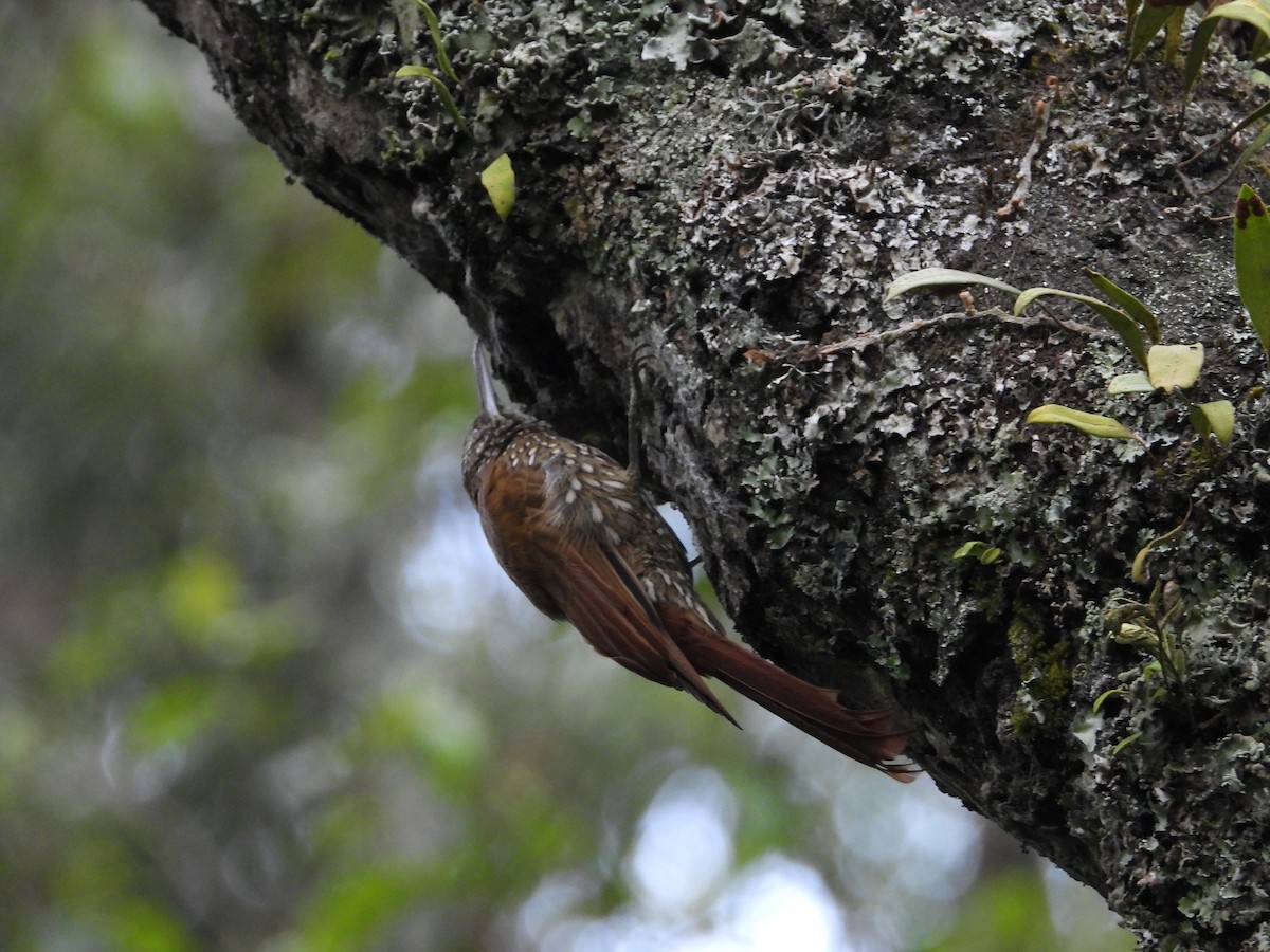 Дереволаз гірський - ML644366702