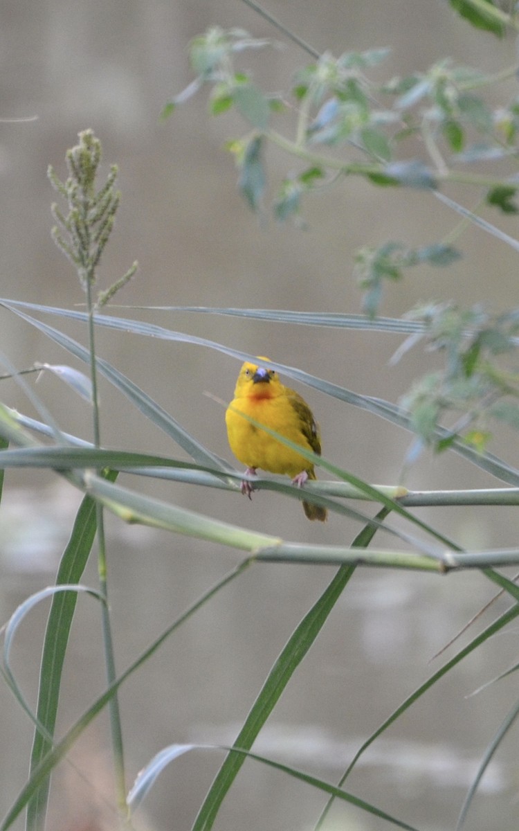 Holub's Golden-Weaver - ML644366703