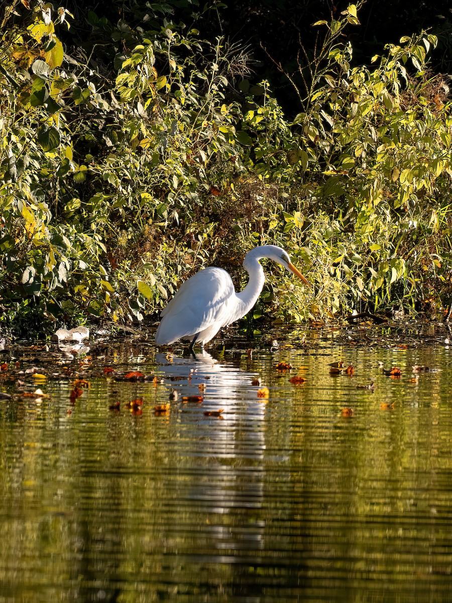 Great Egret - ML644366704