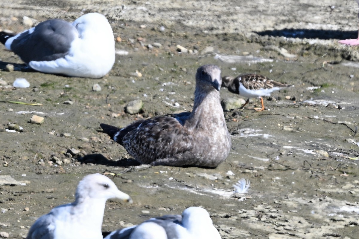 California Gull - ML644366707
