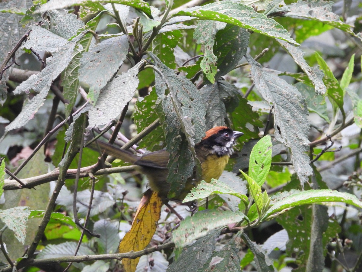 Moustached Brushfinch - ML644366717
