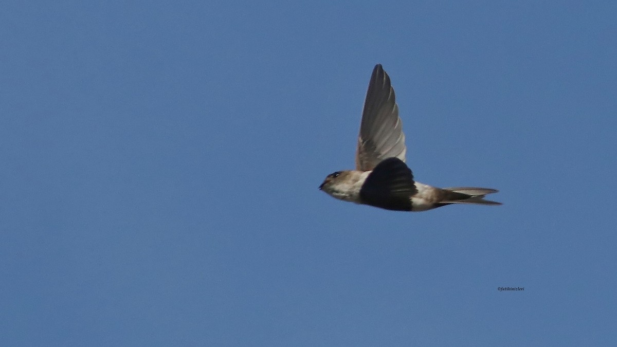 Antillean Palm Swift - ML644366721