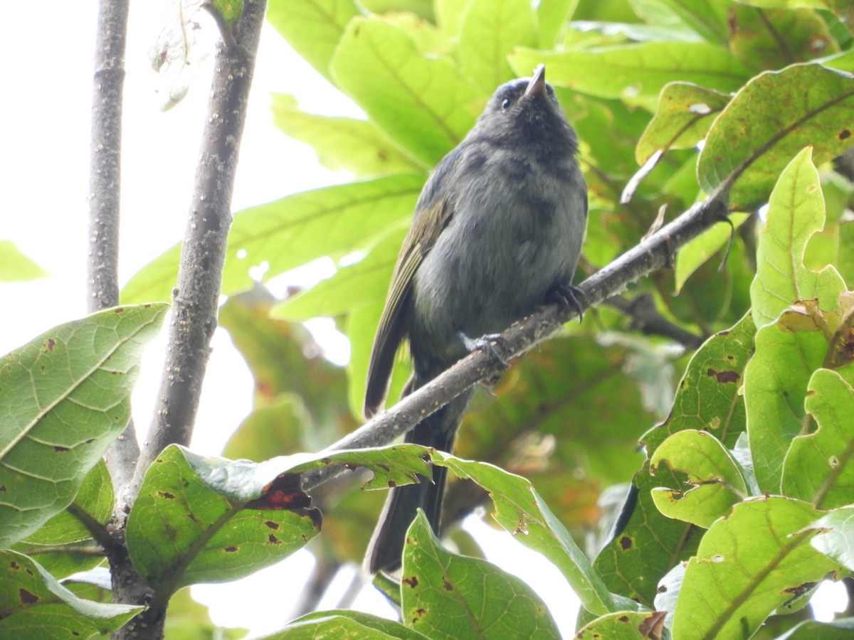 ボウシマルハシミツドリ - ML644366728