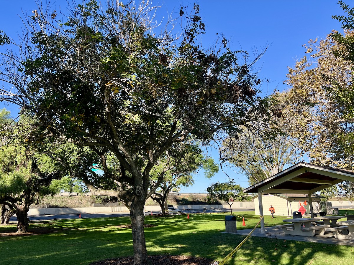 Painted Redstart - ML644366738
