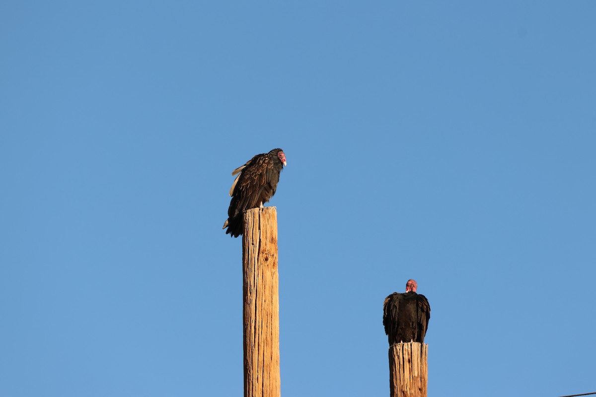 Turkey Vulture - ML644366745