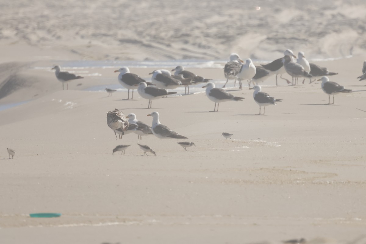 Great Black-backed Gull - ML644366748