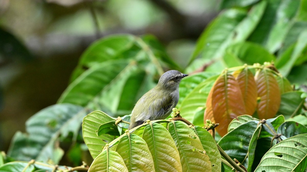 Mistletoe Tyrannulet - ML644366750
