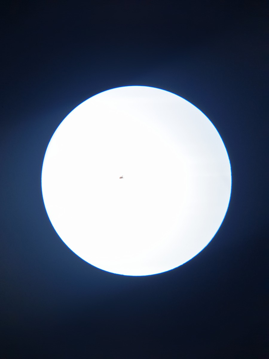 Western Marsh Harrier - ML644366755