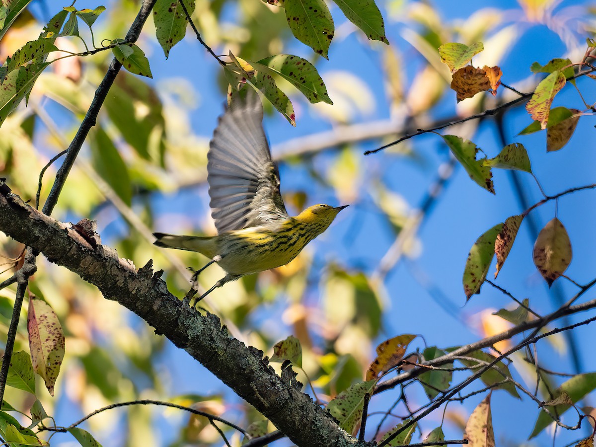 Cape May Warbler - ML644366759