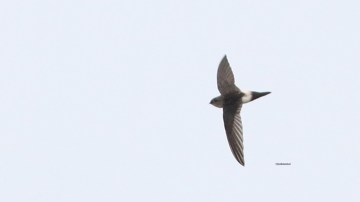 Antillean Palm Swift - ML644366762