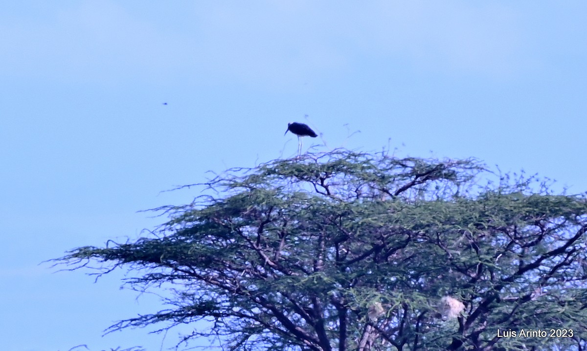 Marabou Stork - ML644366764