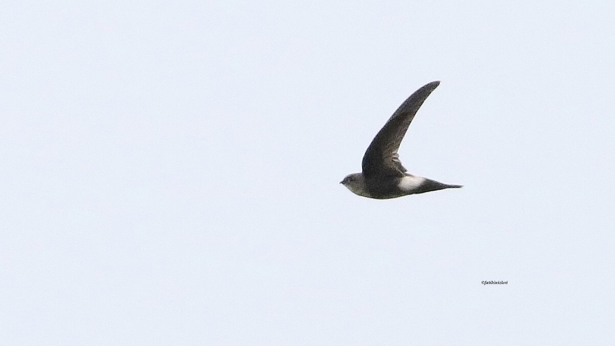 Antillean Palm Swift - ML644366765