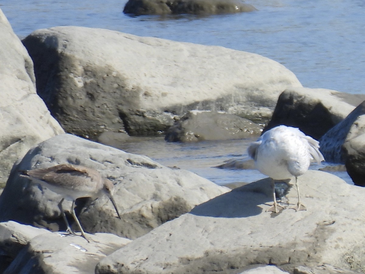 Kuliska erdipalmatua - ML644366775