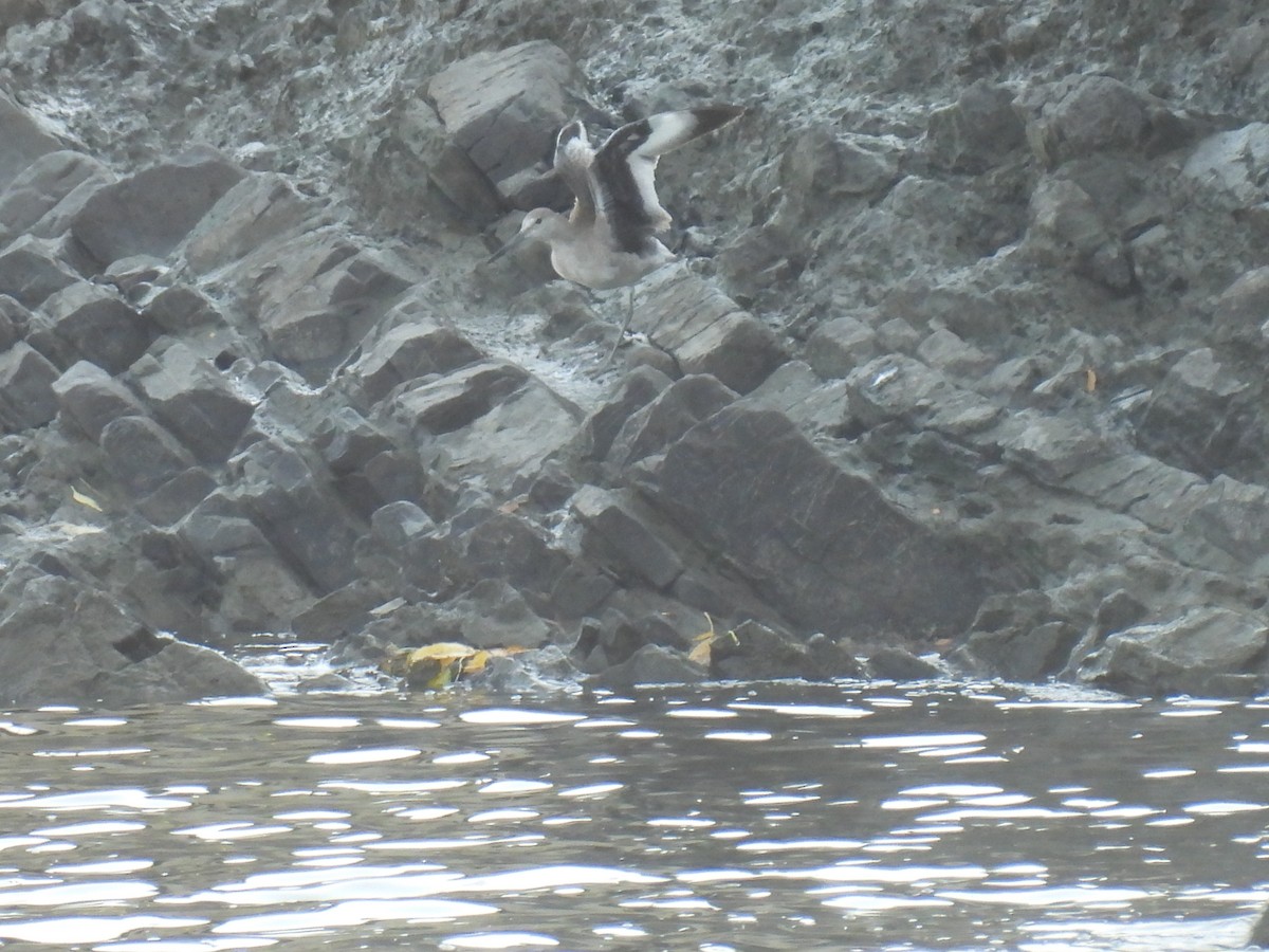 Kuliska erdipalmatua - ML644366776