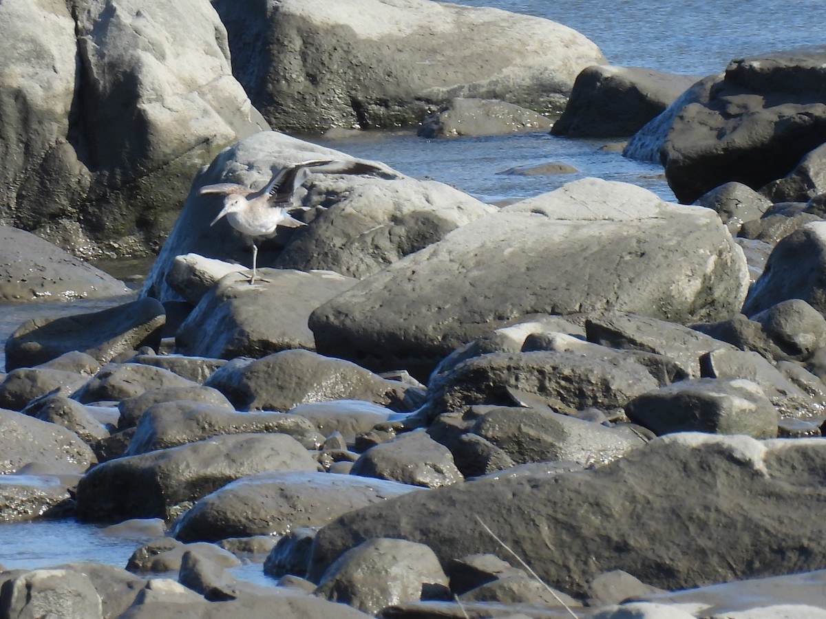 Kuliska erdipalmatua - ML644366777