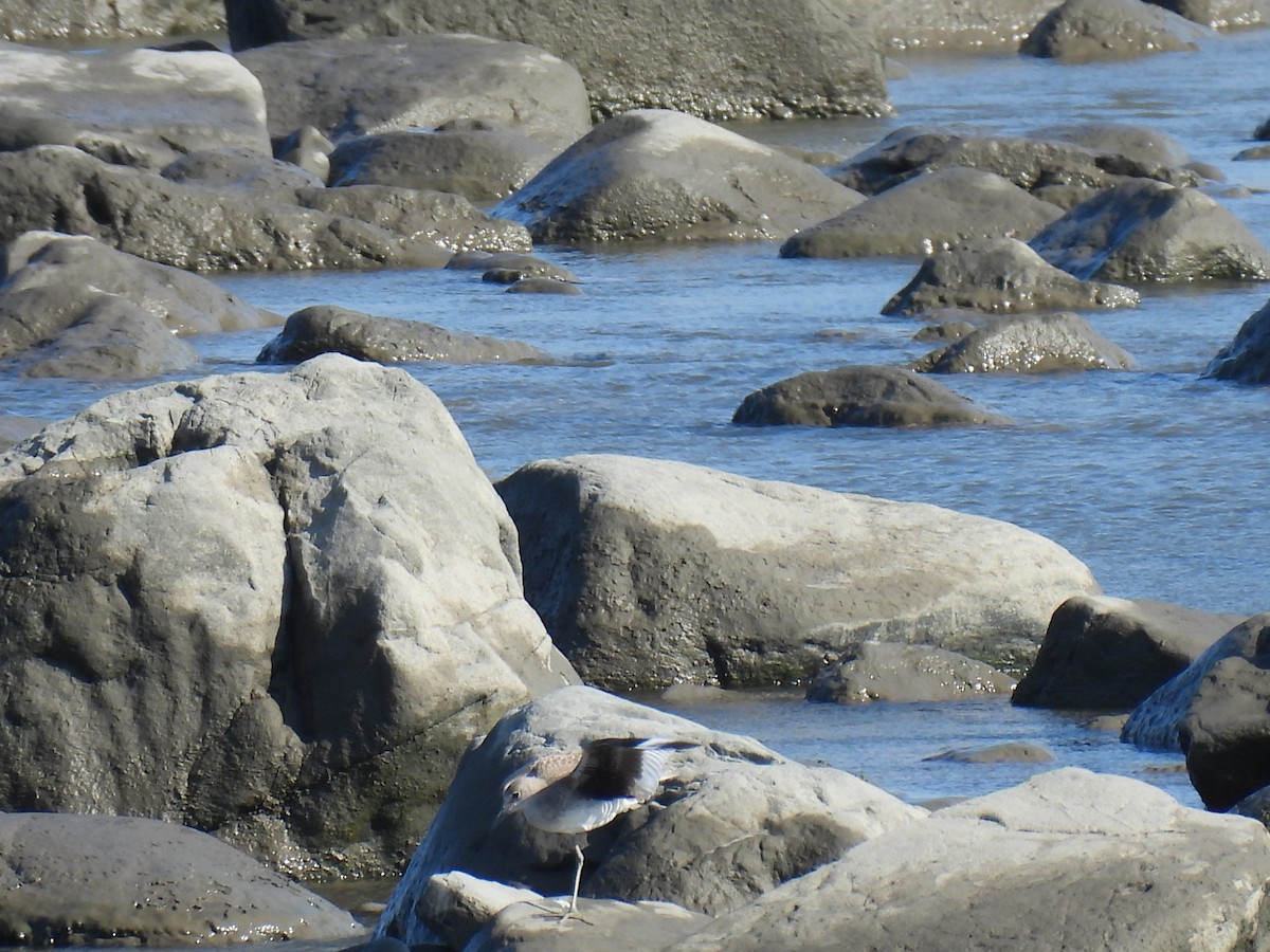 Kuliska erdipalmatua - ML644366778