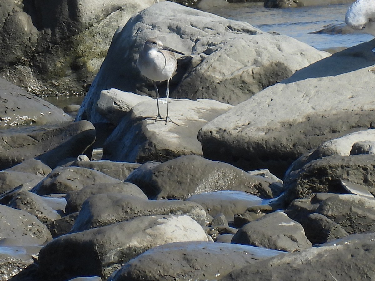 Kuliska erdipalmatua - ML644366779