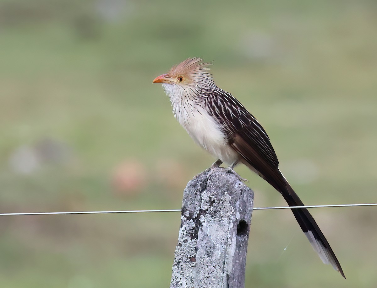 Guirakuckuck - ML644366786