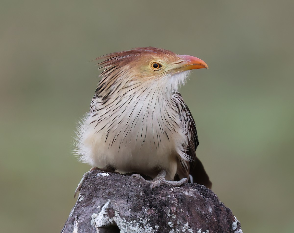 Guirakuckuck - ML644366787