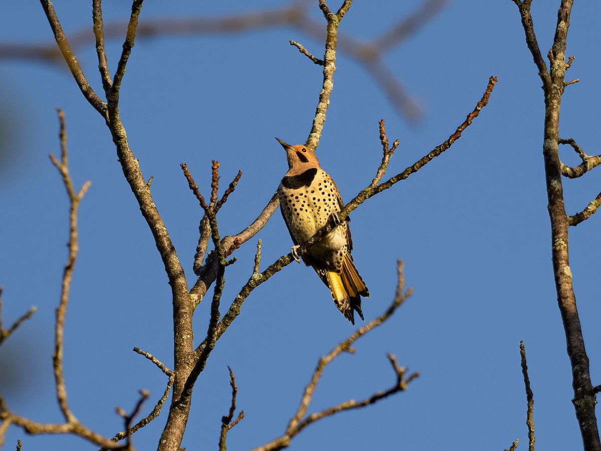 Northern Flicker - ML644366805
