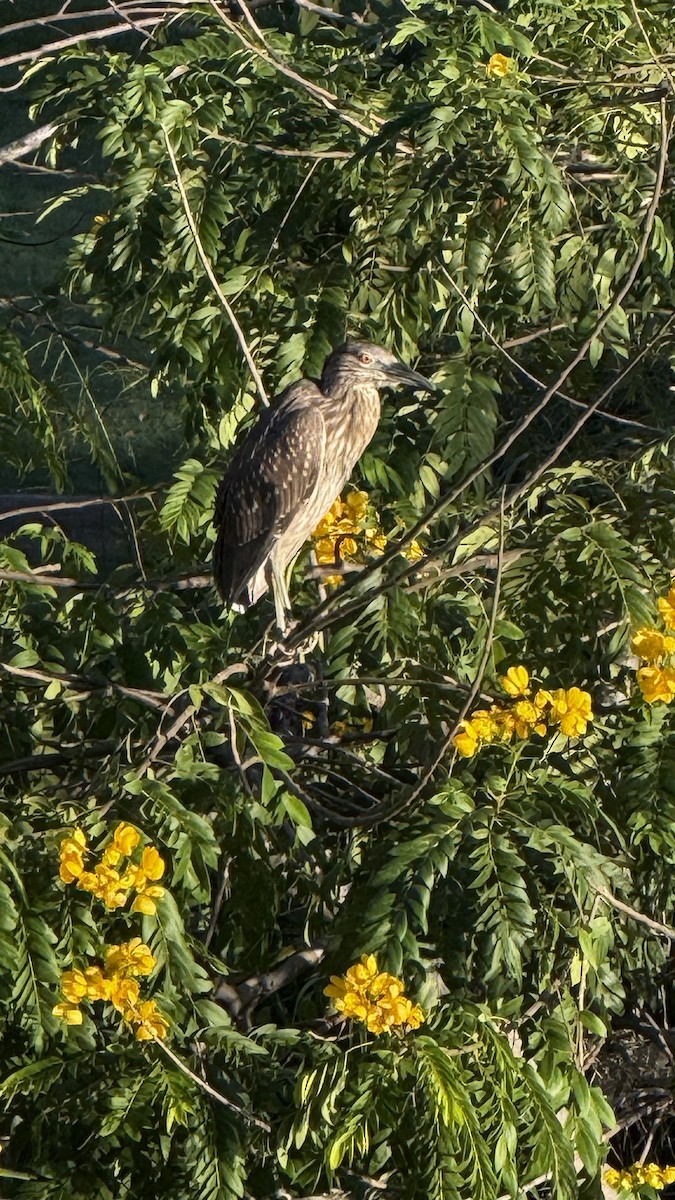 Sarı Tepeli Gece Balıkçılı - ML644366806