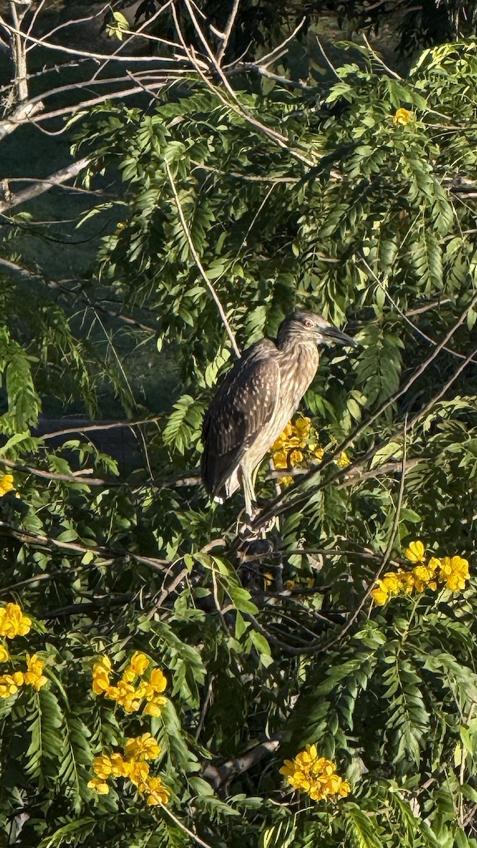 Sarı Tepeli Gece Balıkçılı - ML644366807