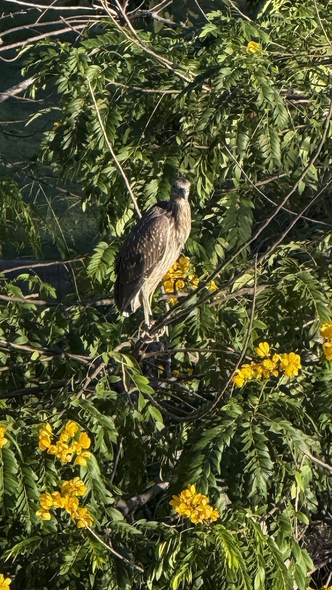 Sarı Tepeli Gece Balıkçılı - ML644366809