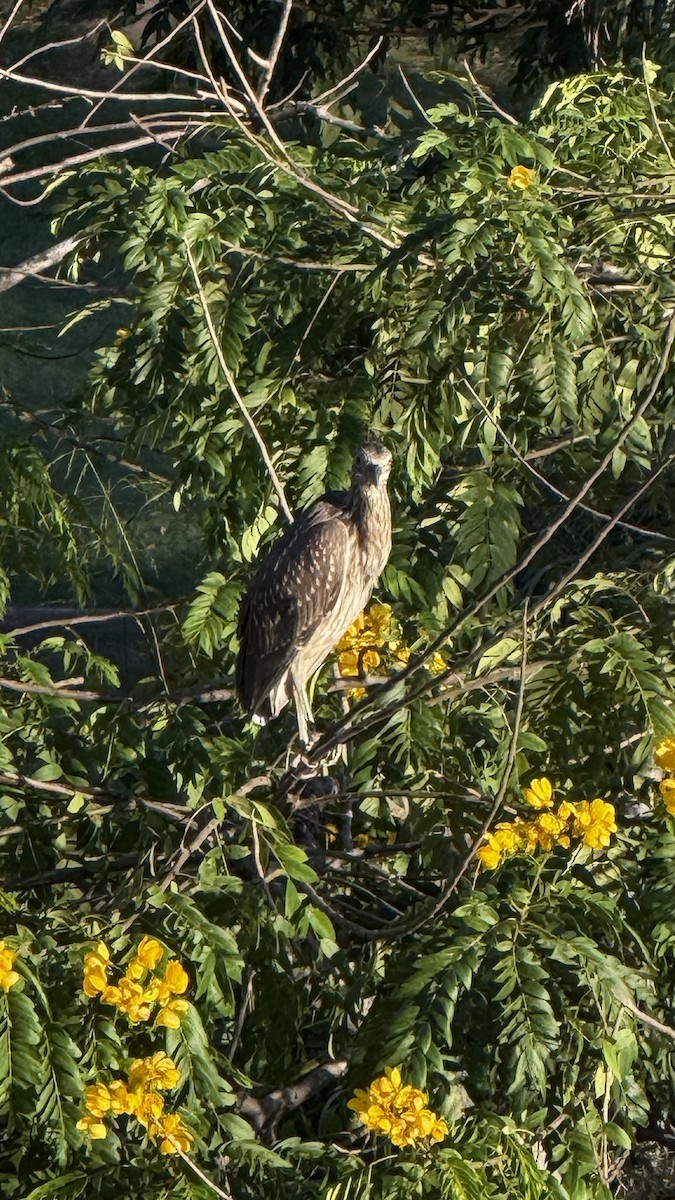 Sarı Tepeli Gece Balıkçılı - ML644366810