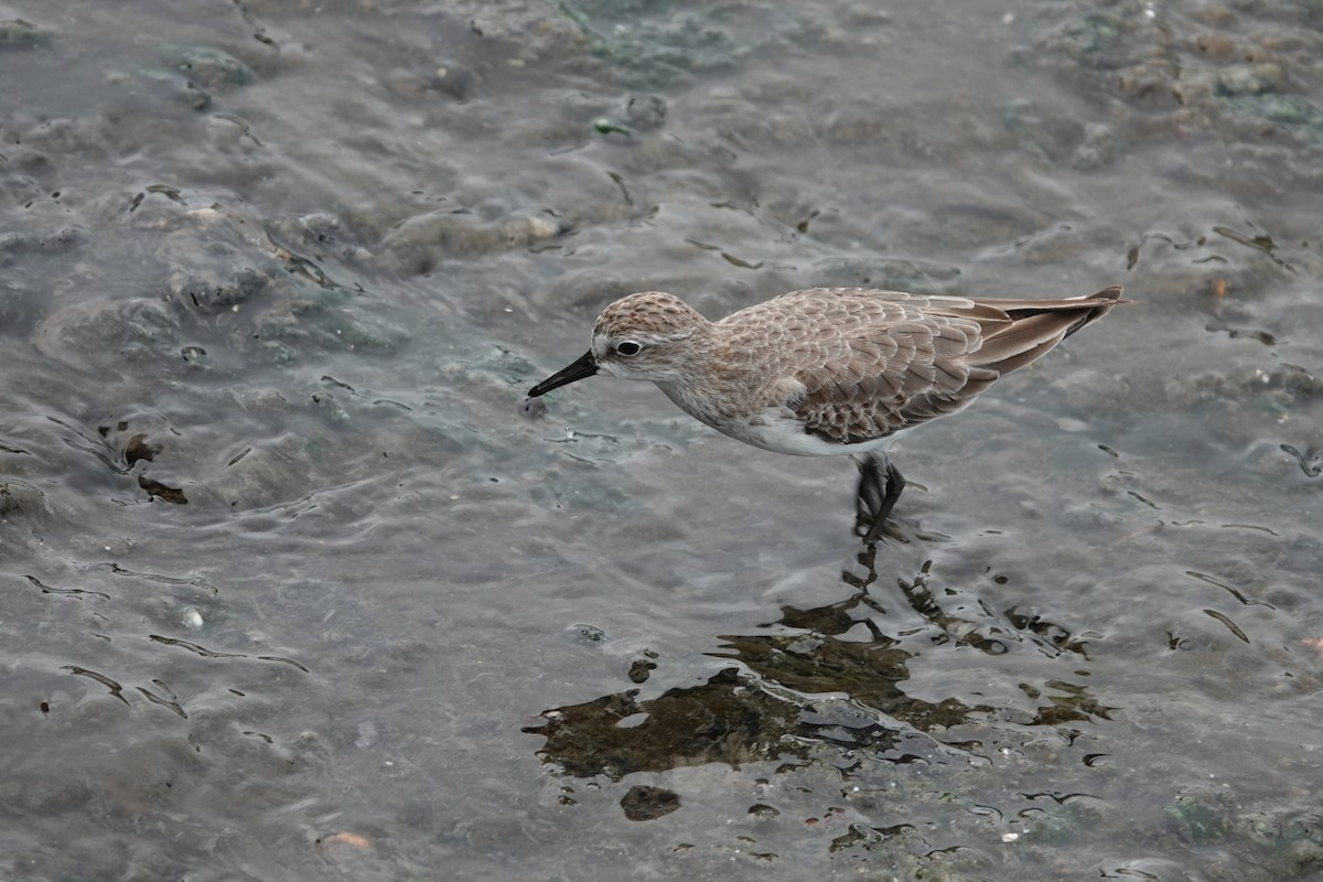 jespák srostloprstý - ML644366812