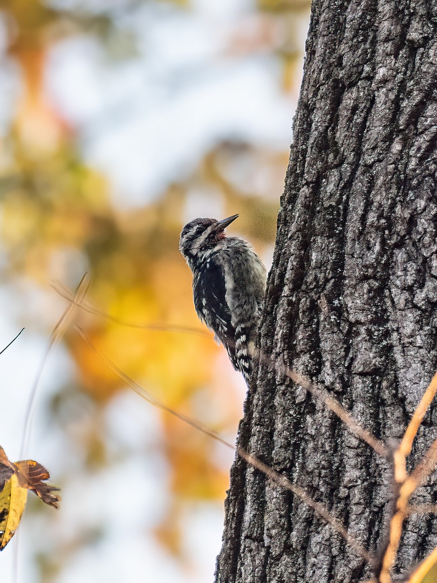 Yellow-bellied Sapsucker - ML644366816