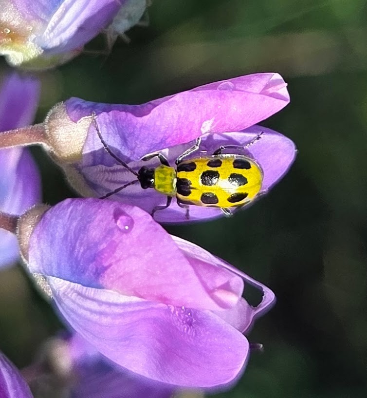 Spotted Cucumber Beetle - ML644366820