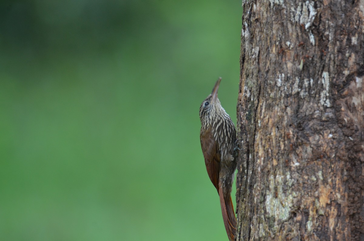 Streak-headed Woodcreeper - ML644366824