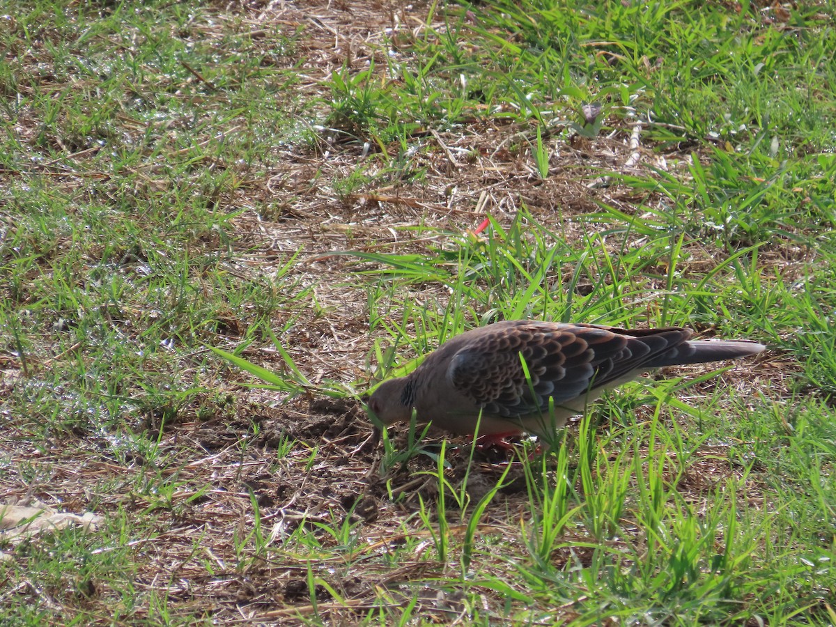 Oriental Turtle-Dove - ML644366828