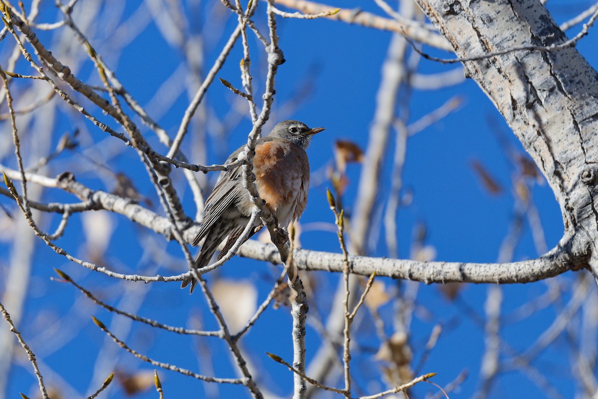 American Robin - ML644366829